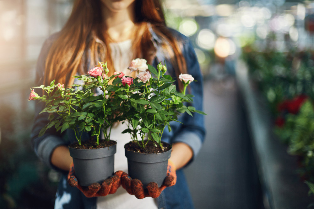 Que planter en juin : les plantes parfaites